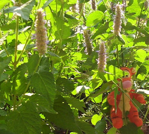 Anise Hyssop