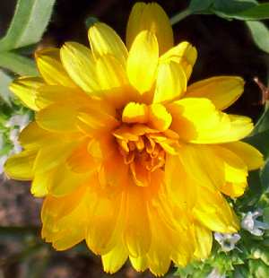 Calendula