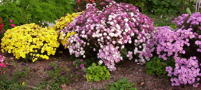 Yellow & Purple Chrysanthemums