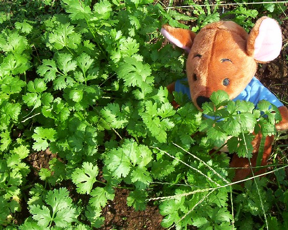 Cilantro for September