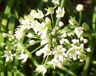 Garlic Chives