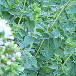 Greek Oregano