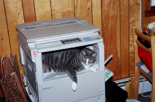 Rascal lying in copier