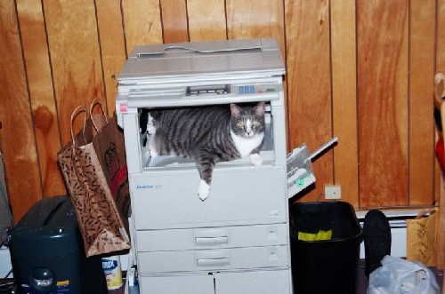 Rascal lying in copier