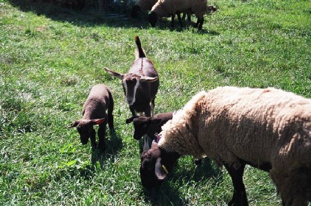 Goats & sheep on Bridgit's Farm
