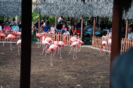 MARCHING FLAMINGOS